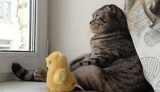 100 best cat photos of all time