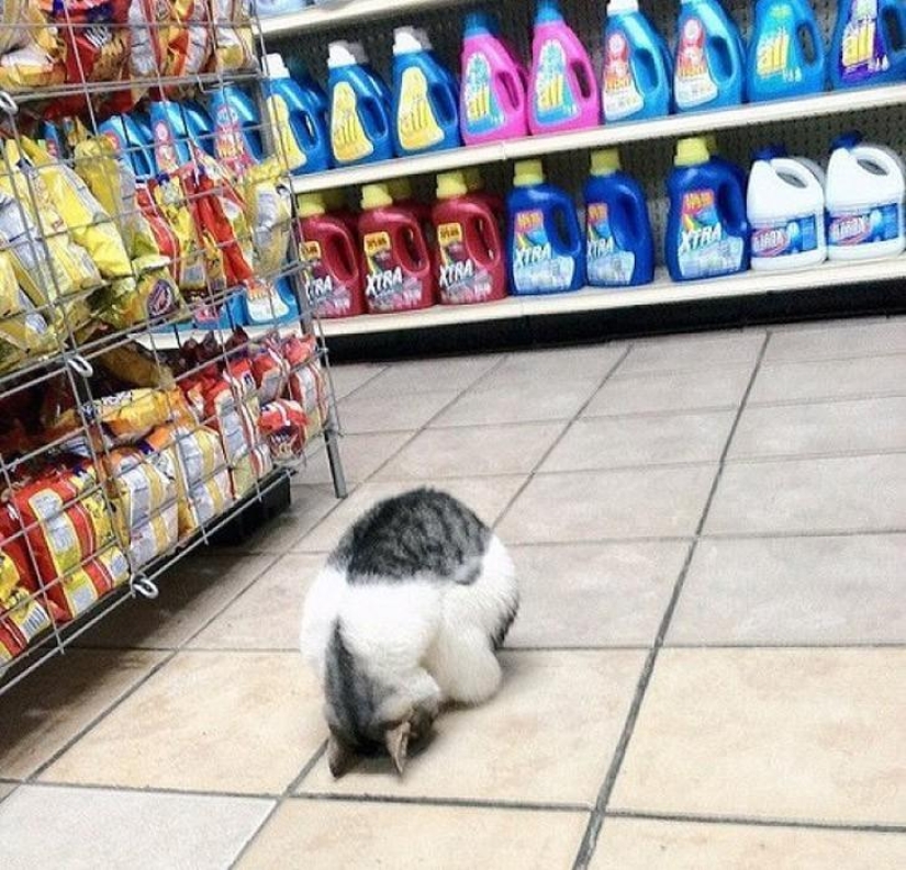 100 best cat photos of all time