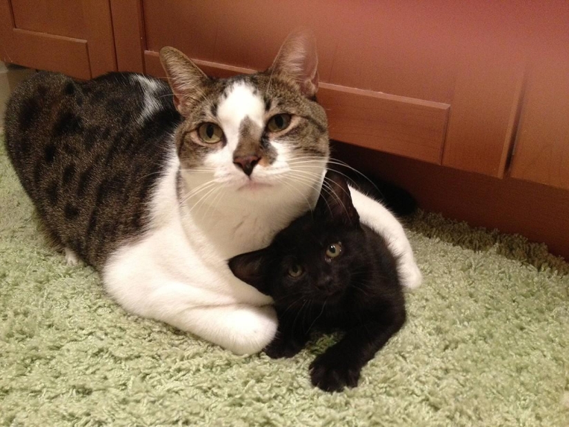 100 mejores fotos de gatos de todos los tiempos