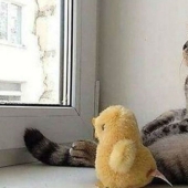 100 mejores fotos de gatos de todos los tiempos