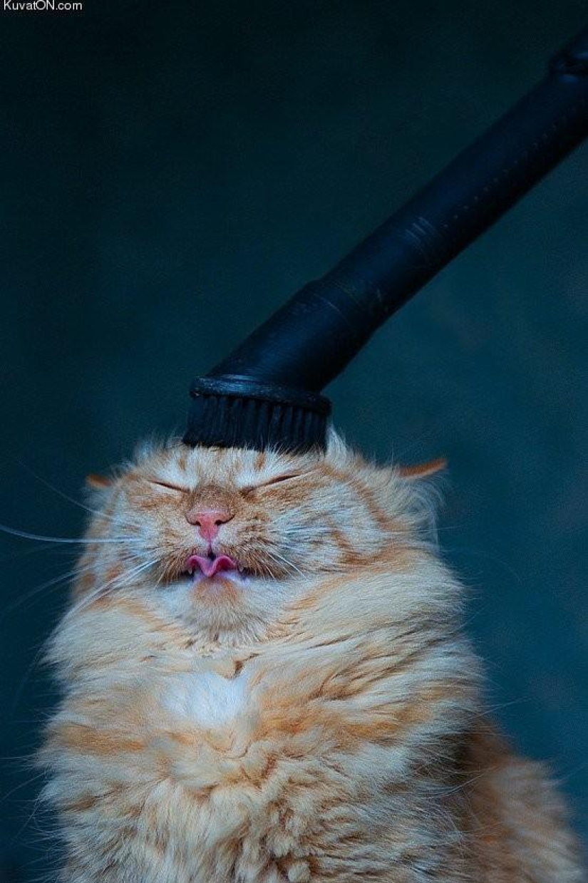 100 mejores fotos de gatos de todos los tiempos