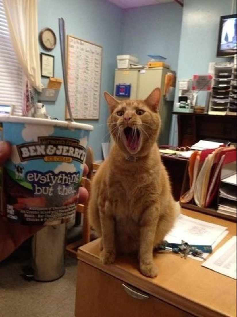 100 mejores fotos de gatos de todos los tiempos