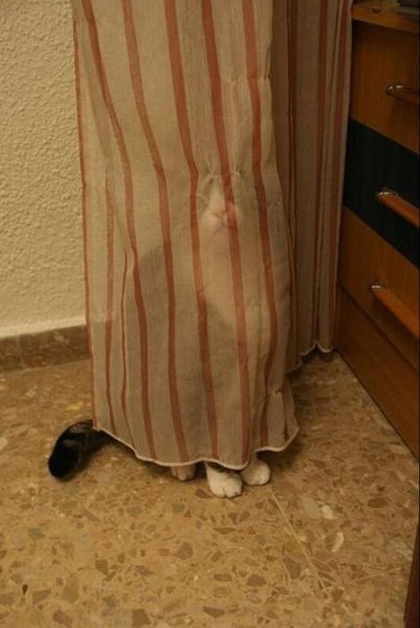 100 mejores fotos de gatos de todos los tiempos