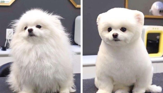 12 cases when you don't recognize your dog after a haircut 12 cases when you don't recognize your dog after a haircut