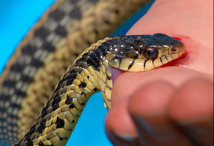 12 myths about survival that pose a real danger 12 myths about survival that pose a real danger