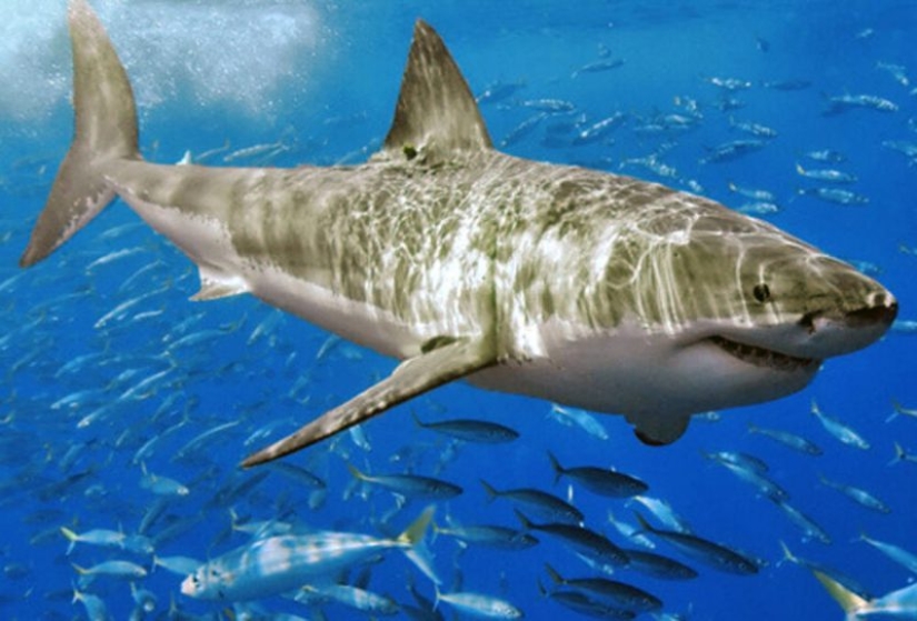 12 myths about survival that pose a real danger 12 myths about survival that pose a real danger