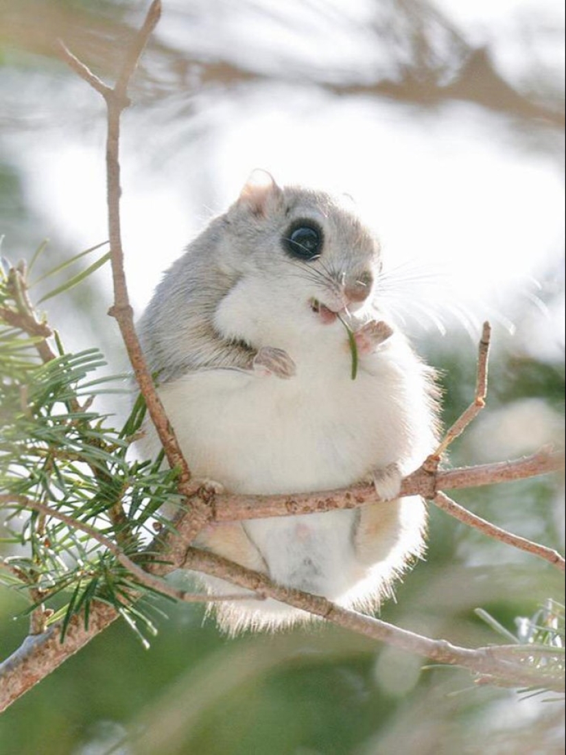 12 proofs that the flying squirrel is the cutest animal in the world