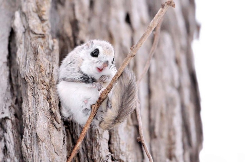 12 proofs that the flying squirrel is the cutest animal in the world