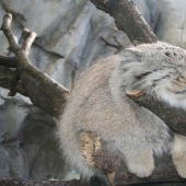 12 tipos de gatos salvajes que no conocías