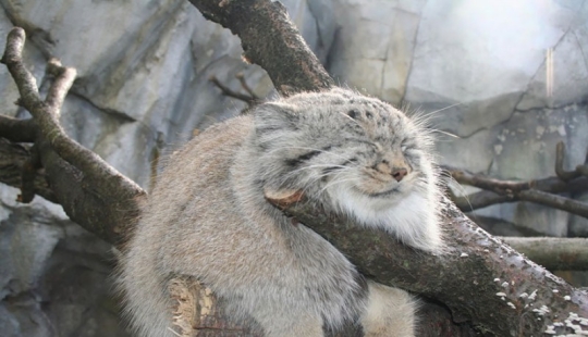 12 tipos de gatos salvajes que no conocías