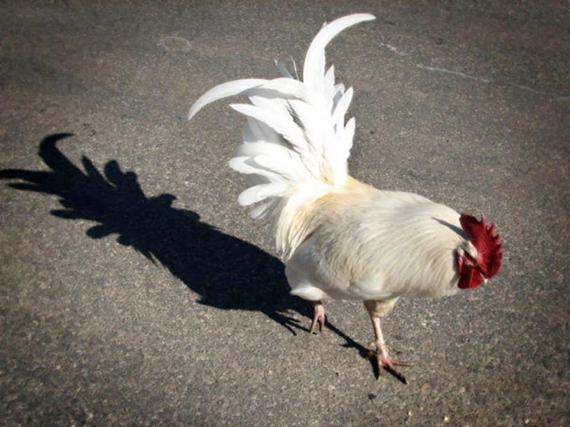 13 sombras extrañas que no son lo que parecen 13 sombras extrañas que no son lo que parecen