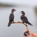 14 Realistic Tiny Paper Sculptures Of Animals That This Duo Has Created