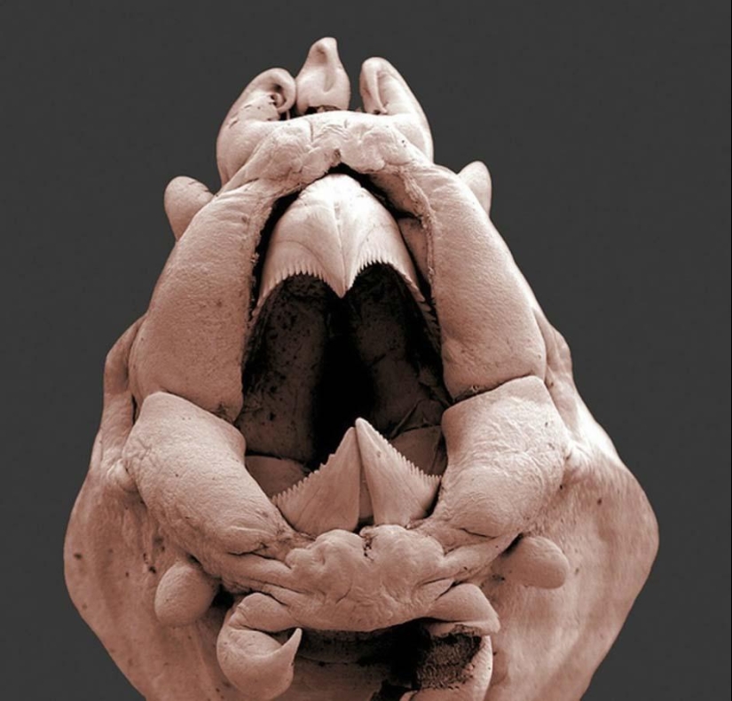 15 amazing creatures that can't be seen without a microscope 15 amazing creatures that can't be seen without a microscope