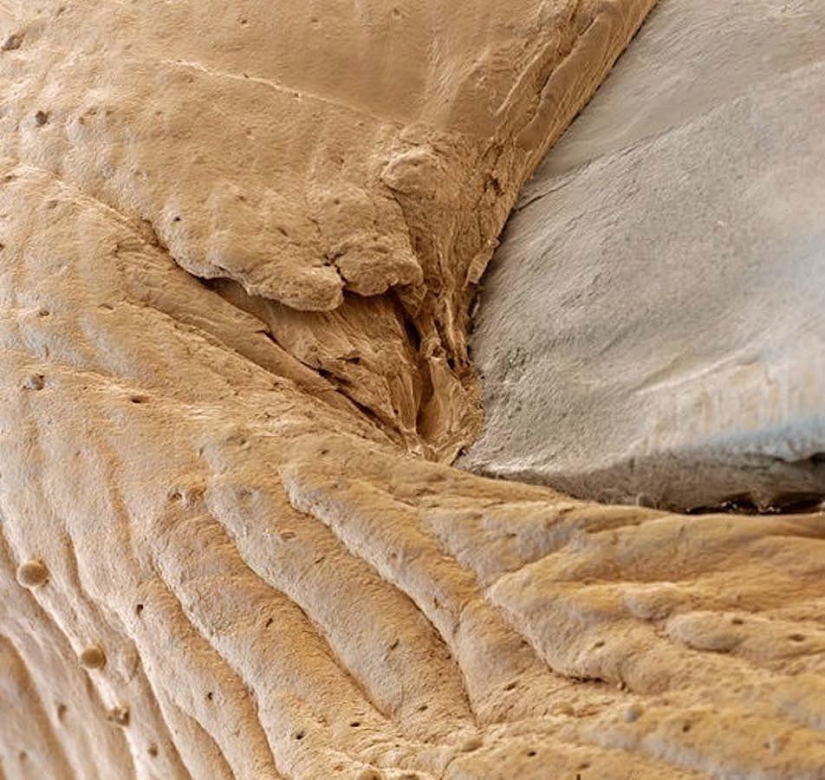 15 amazing creatures that can't be seen without a microscope 15 amazing creatures that can't be seen without a microscope