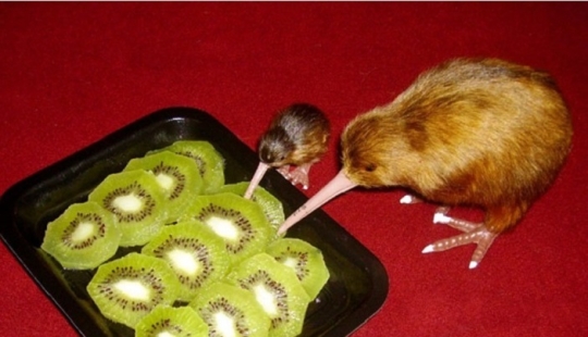 15 amazing facts about animals that scientists keep silent