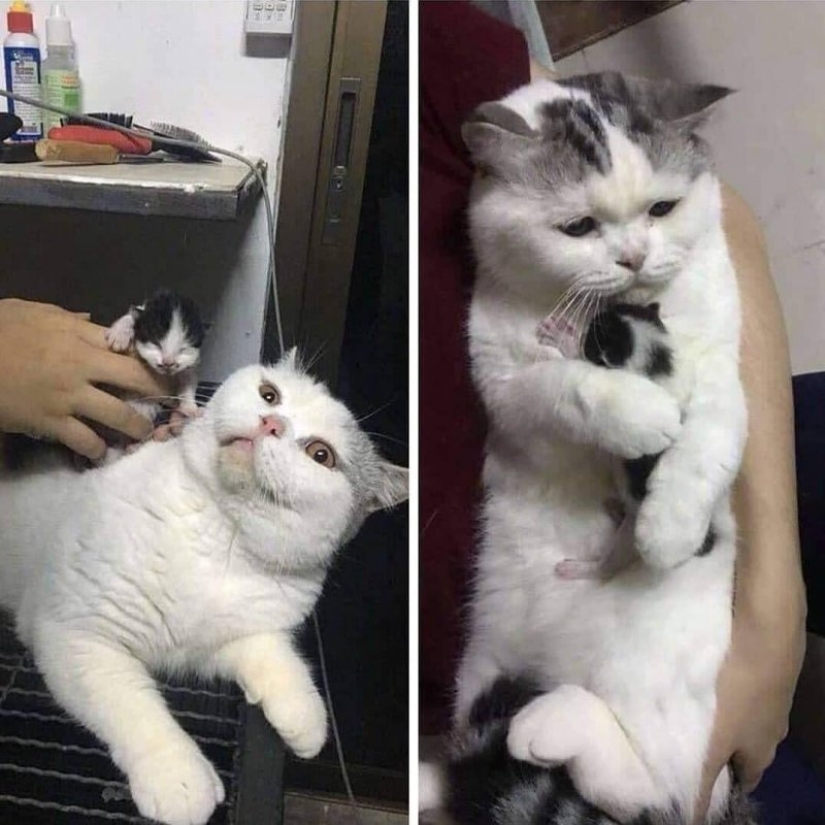 15 animales lindos aspecto en el que es difícil no sonreír