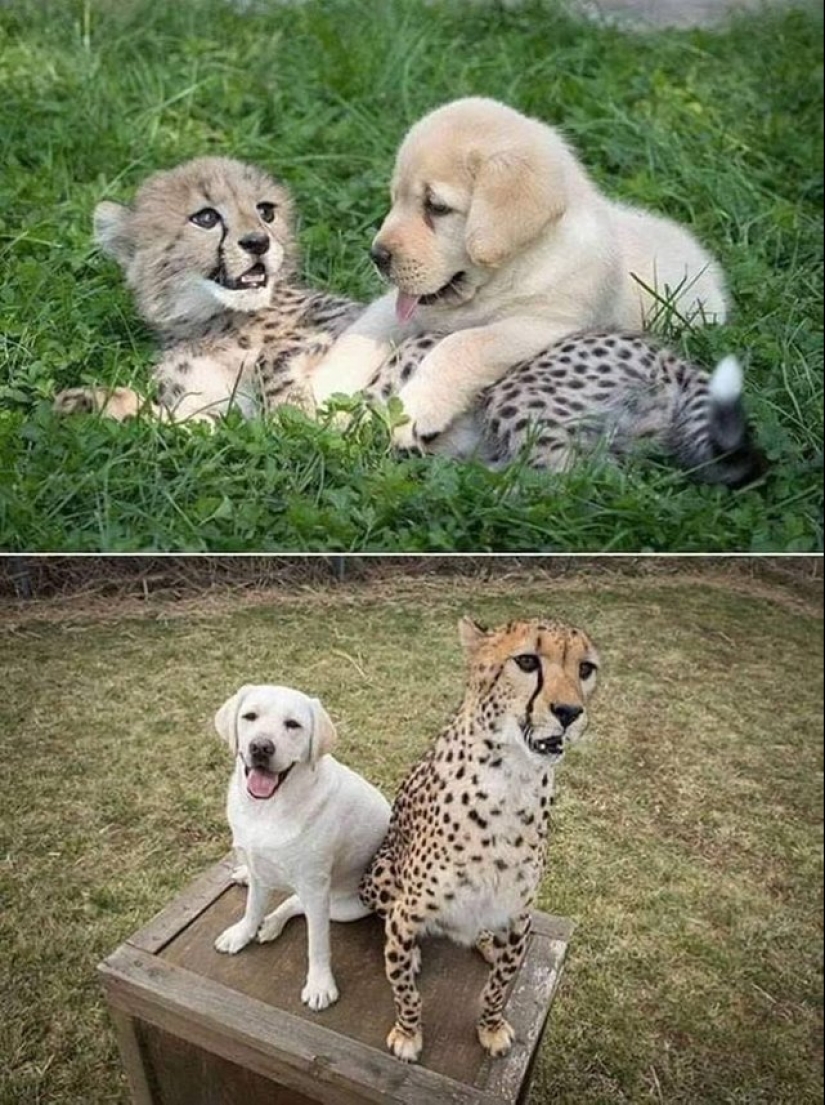 15 animales lindos aspecto en el que es difícil no sonreír