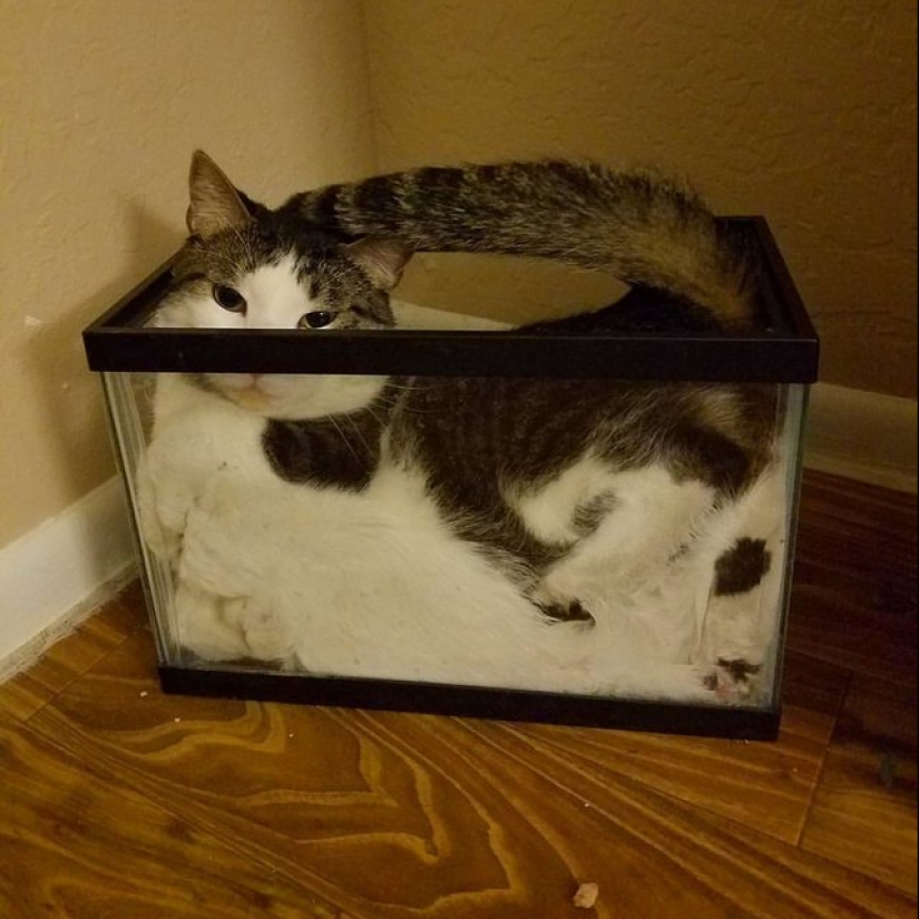 15 animales lindos aspecto en el que es difícil no sonreír