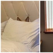 15 animals that can play hide-and-seek better than many people