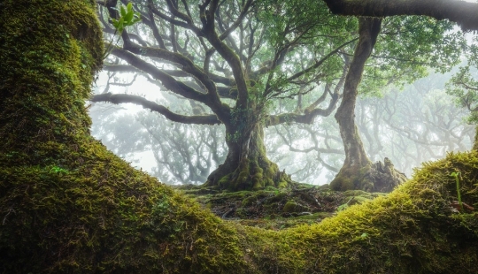 15 beautiful photos of mystical forests on the island of Madeira