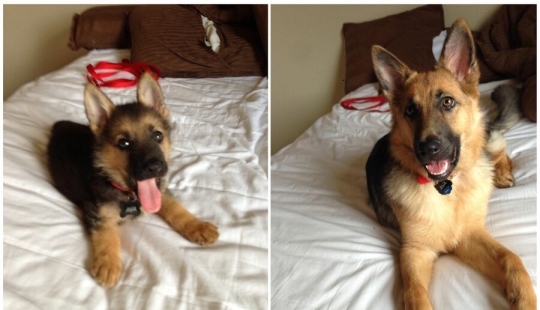 15 cute photos that show how almost everything changes under the influence of time