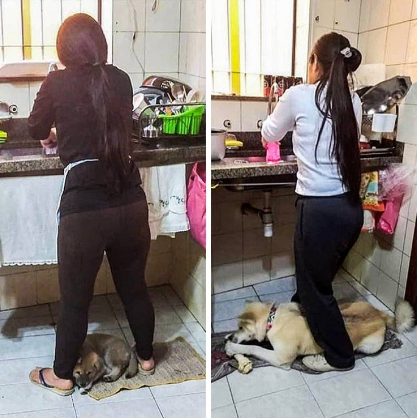 15 dogs that tried to be good and obedient, but something went wrong