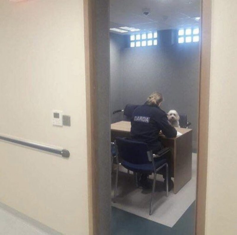 15 dogs that tried to be good and obedient, but something went wrong