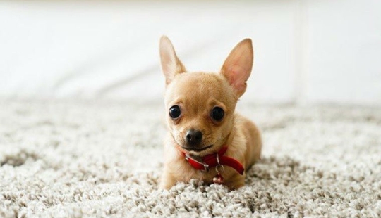 15 increíbles historias de animales héroes que salvó a la gente de la muerte