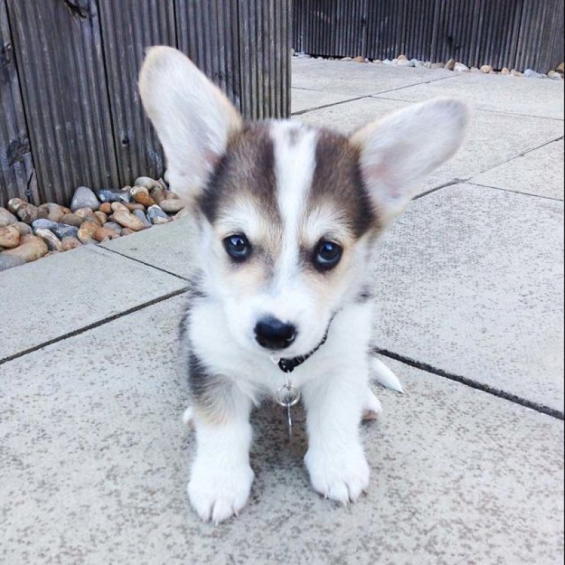 15 of the most beautiful puppies who will make you tenderness