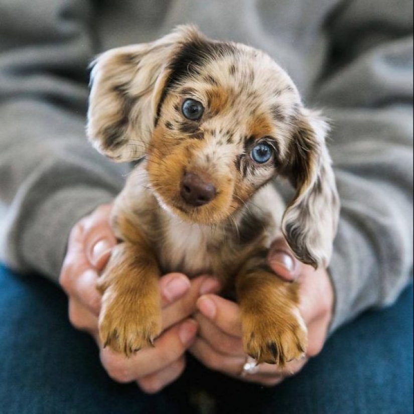 15 of the most beautiful puppies who will make you tenderness