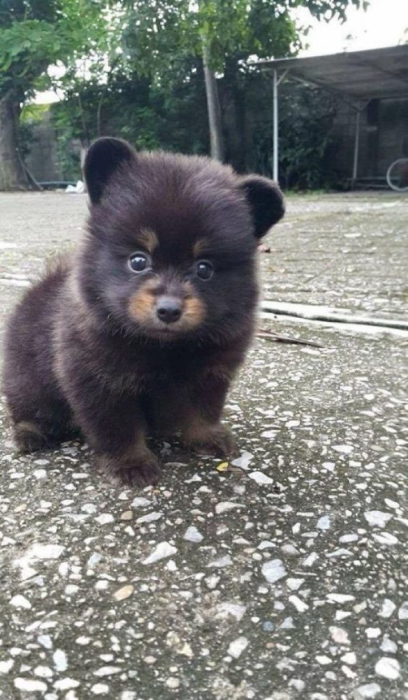 15 of the most beautiful puppies who will make you tenderness