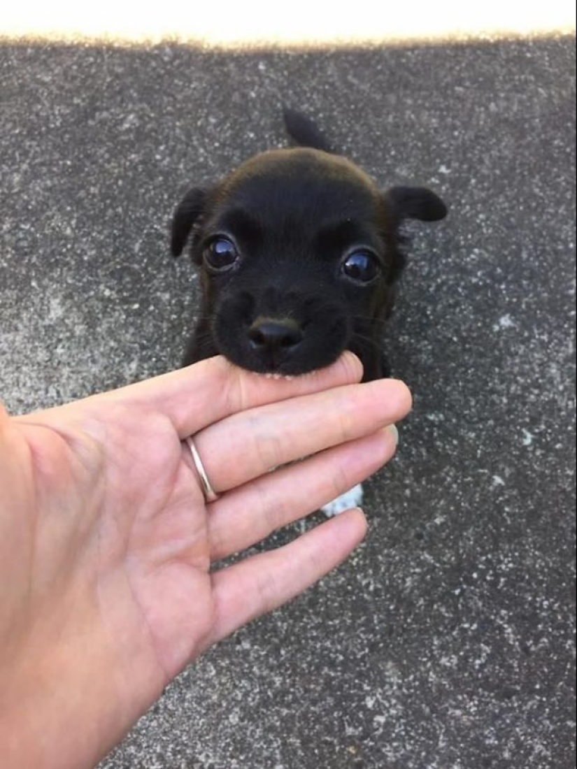 15 of the most beautiful puppies who will make you tenderness