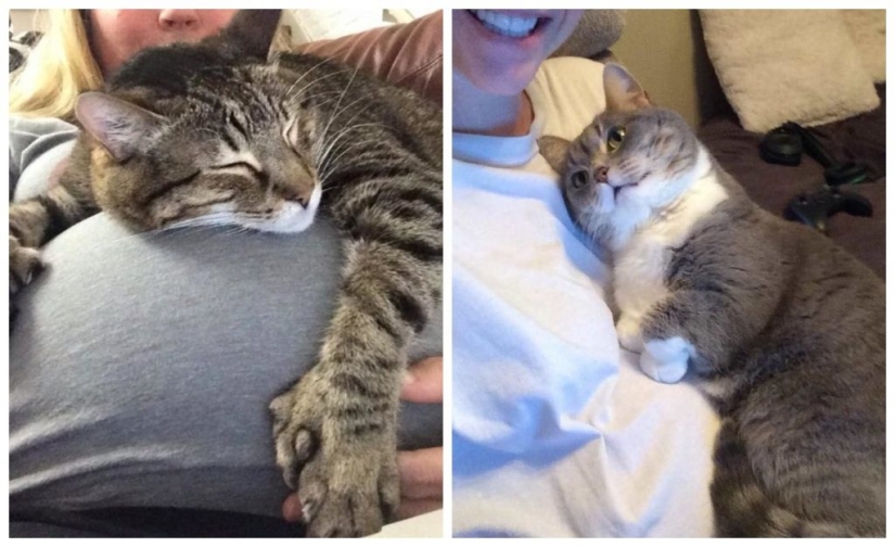 15 pets who realized that their mistress was pregnant