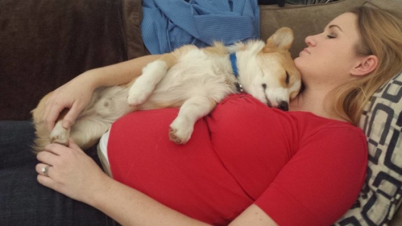 15 pets who realized that their mistress was pregnant