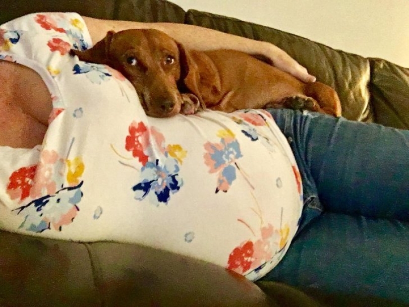 15 pets who realized that their mistress was pregnant