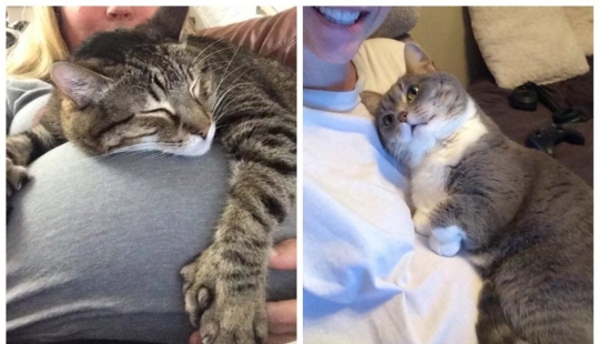 15 pets who realized that their mistress was pregnant