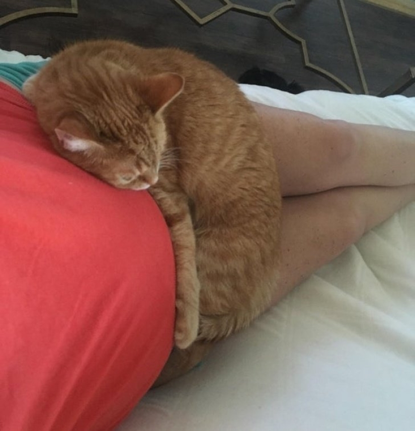 15 pets who realized that their mistress was pregnant