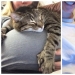 15 pets who realized that their mistress was pregnant