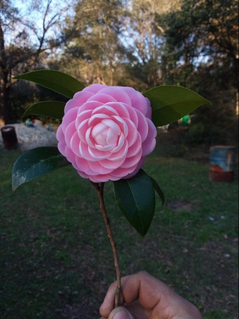 15 photos that will delight your inner perfectionist 15 photos that will delight your inner perfectionist