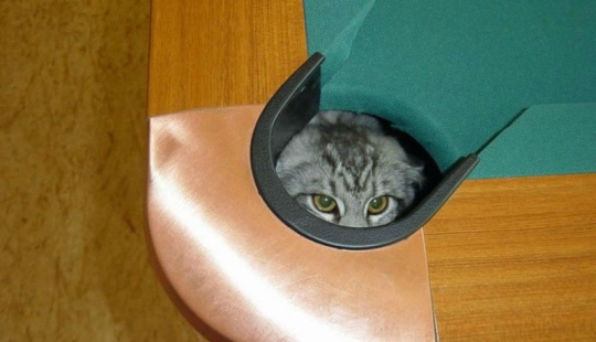 15 places where we never expected to see a cat