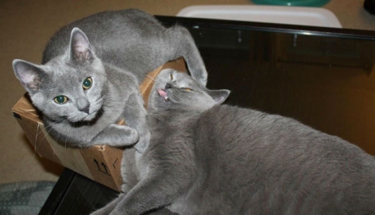 15 reglas de la vida de un gato real