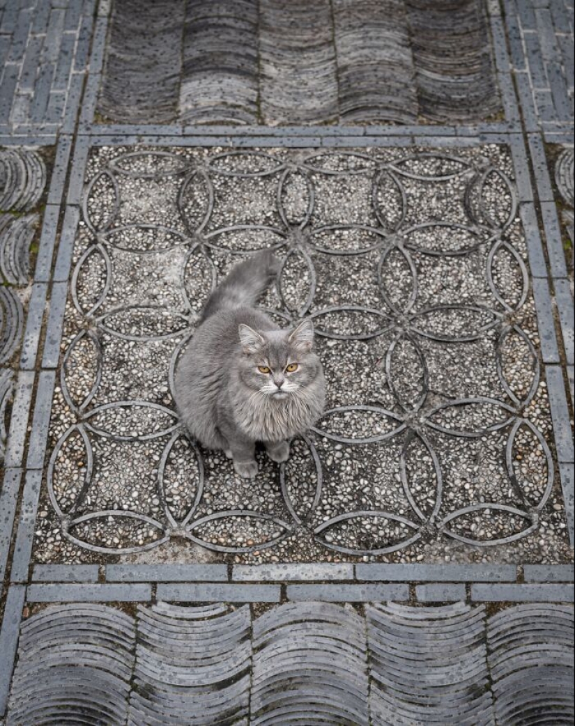 15 Stray Cats That Adapted To Urban Life, Photographed By Marcel Heijnen