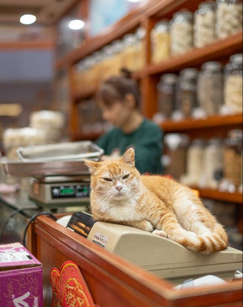 15 Stray Cats That Adapted To Urban Life, Photographed By Marcel Heijnen