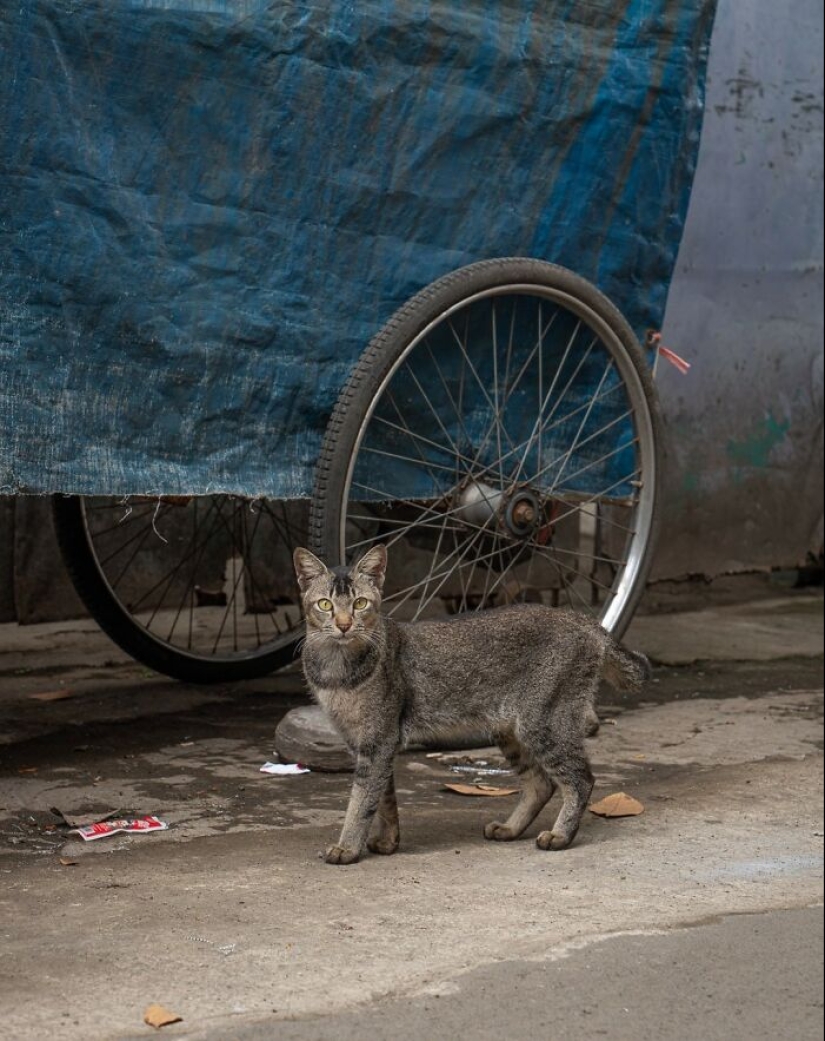 15 Stray Cats That Adapted To Urban Life, Photographed By Marcel Heijnen