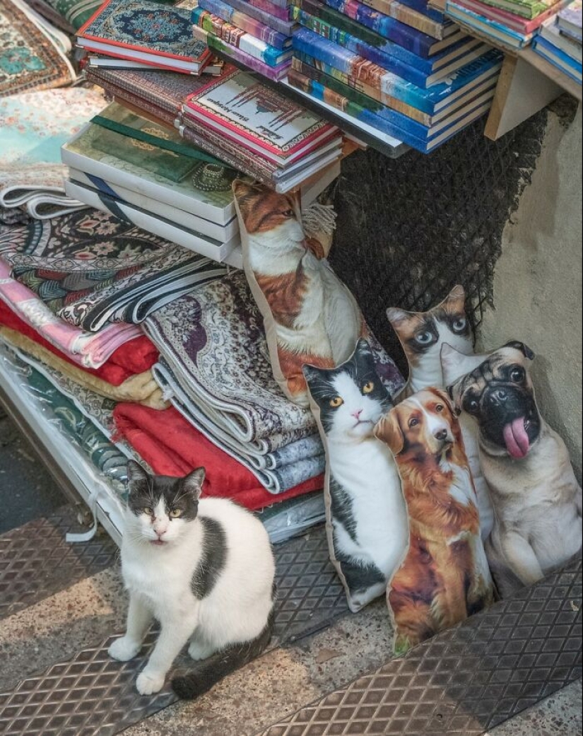 15 Stray Cats That Adapted To Urban Life, Photographed By Marcel Heijnen