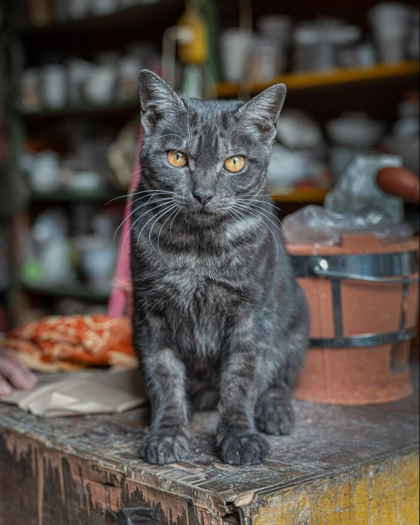 15 Stray Cats That Adapted To Urban Life, Photographed By Marcel Heijnen