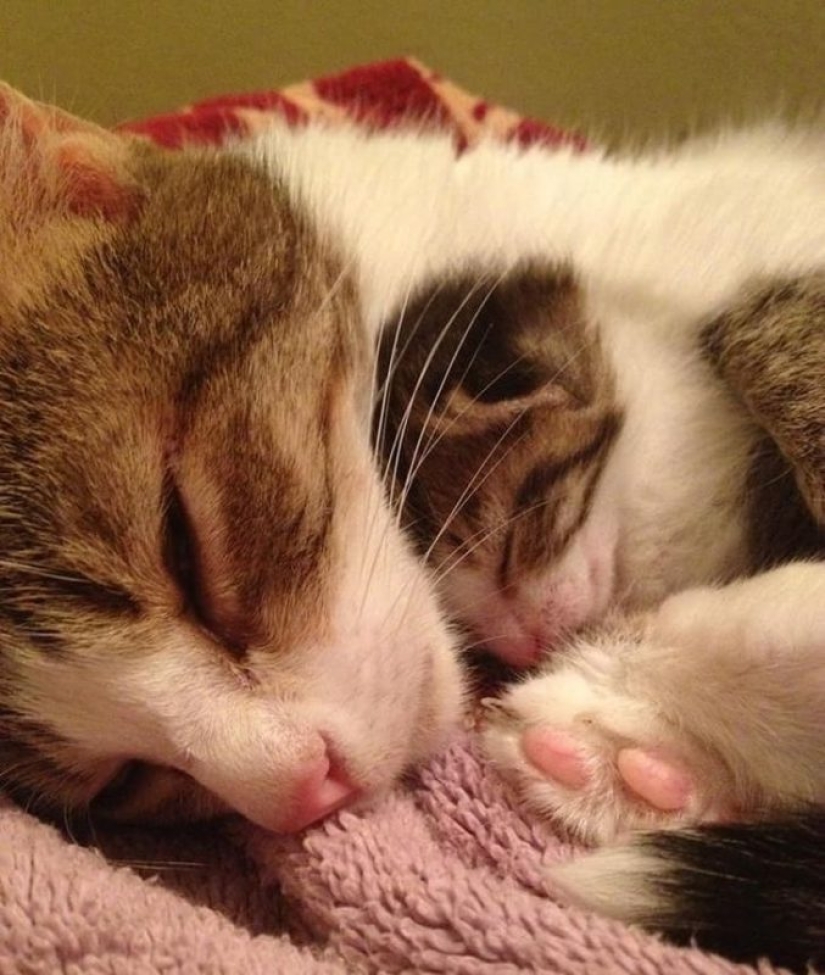 16 lindas familias del mundo animal que derretirán cualquier corazón 16 lindas familias del mundo animal que derretirán cualquier corazón