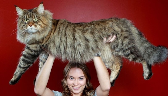 16 Maine Coon, compared with which your cat will look tiny 16 Maine Coon, compared with which your cat will look tiny