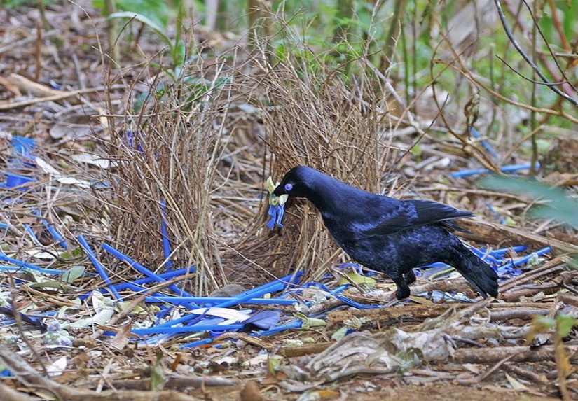 17 animals that form happier and more harmonious couples than humans 17 animals that form happier and more harmonious couples than humans