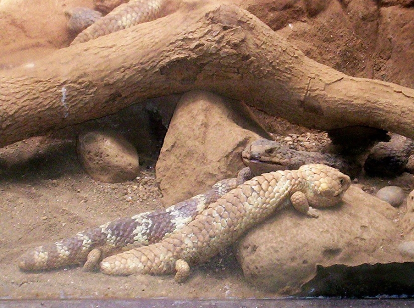 17 animals that form happier and more harmonious couples than humans 17 animals that form happier and more harmonious couples than humans